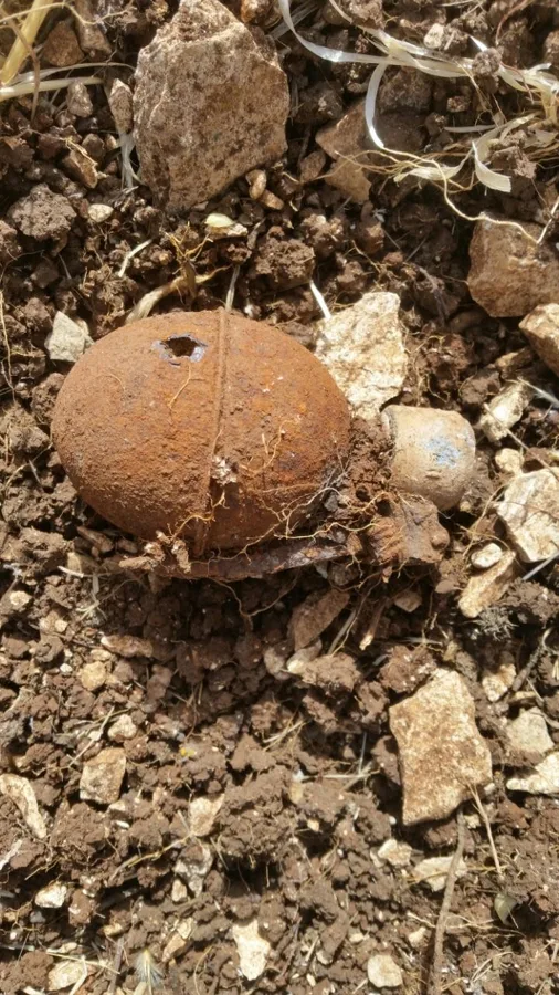 רימון צרפתי מנגנון כימי